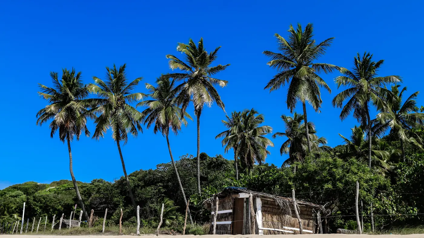 Praia tranquila do litoral nordestino com coqueiros altos, areia clara e mar azul