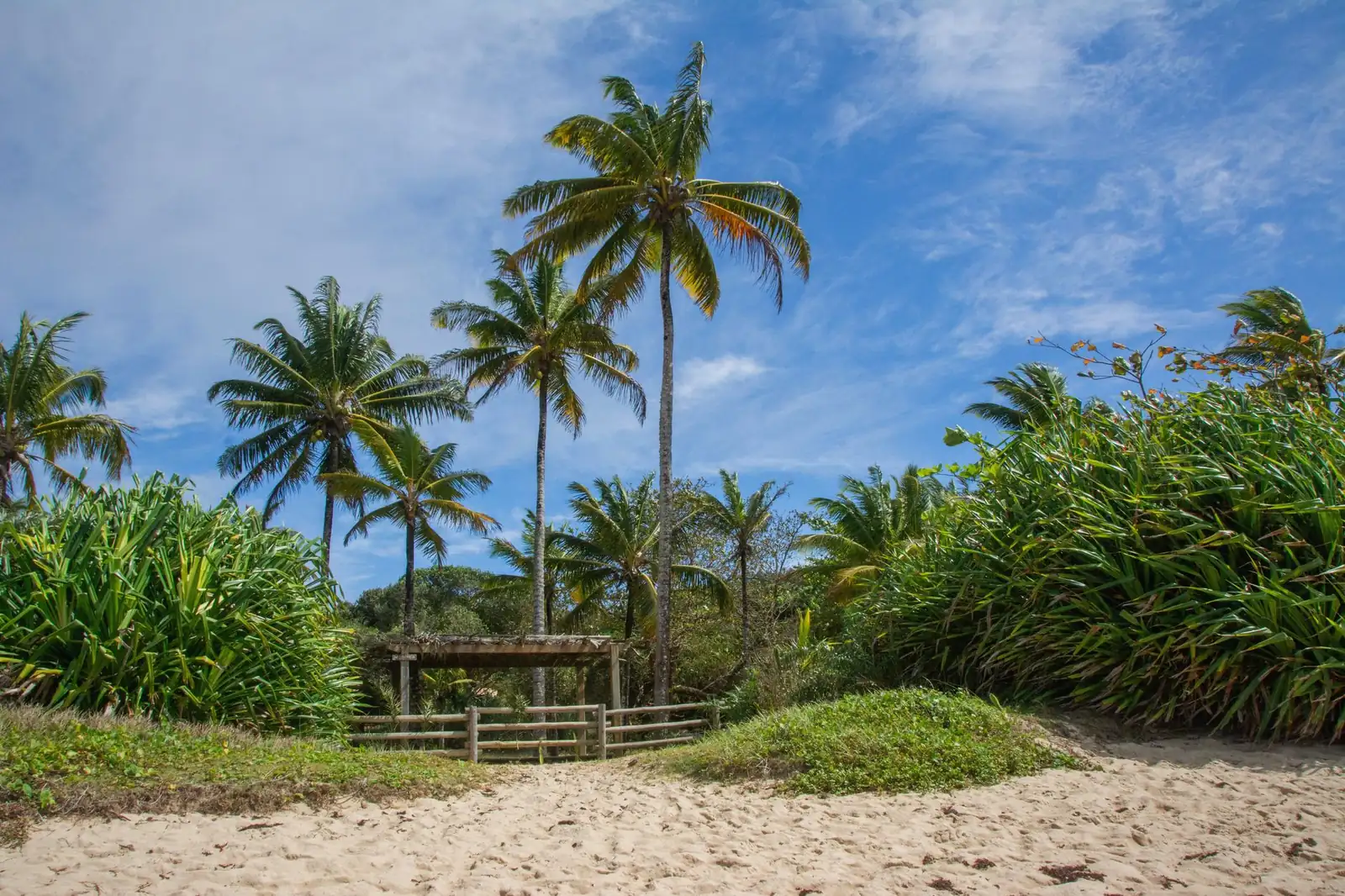 Caminho de areia entre coqueiros levando à praia em Porto Seguro, na Bahia